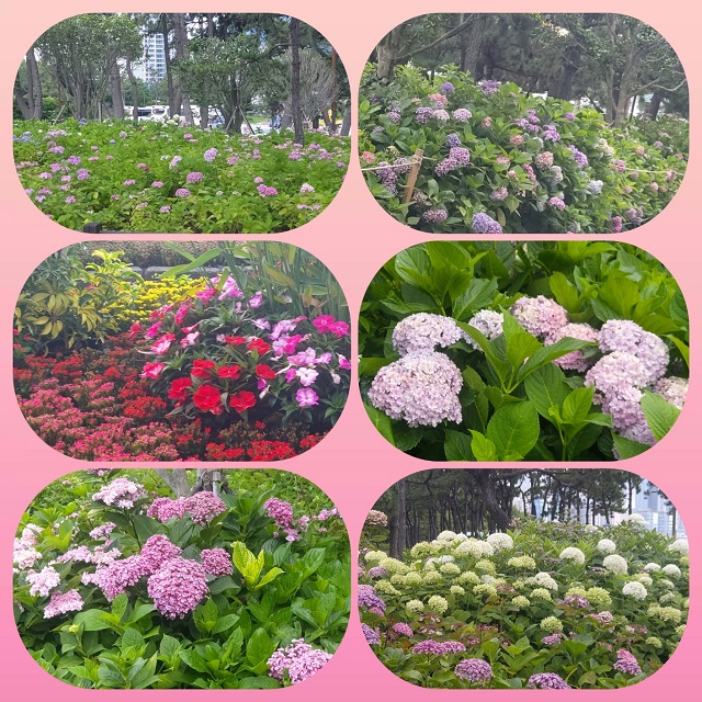 송림공원 수국 모음00